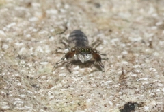 Cheliferoides segmentatus