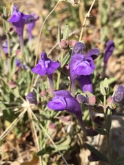 Scutellaria siphocampyloides