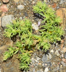 Pteranthus dichotomus