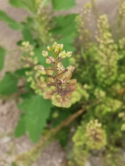 Lepidium bipinnatifidum