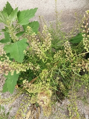 Lepidium bipinnatifidum