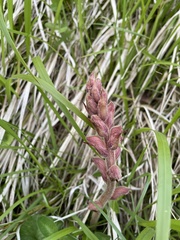 Orobanche caryophyllacea