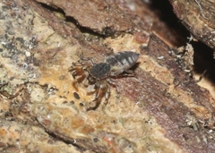 Cheliferoides segmentatus