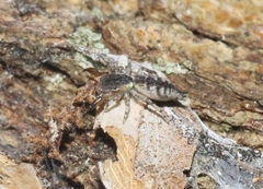 Cheliferoides segmentatus