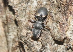 Cephalotes texanus