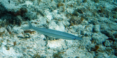 Sphyraena borealis