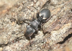 Cephalotes texanus