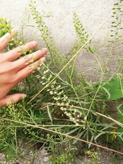 Lepidium bipinnatifidum