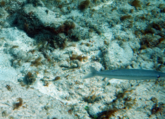 Sphyraena borealis