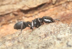 Cephalotes texanus