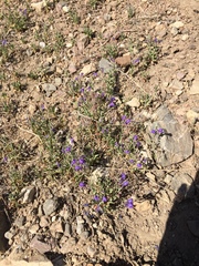 Scutellaria siphocampyloides