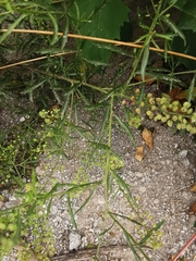 Lepidium bipinnatifidum