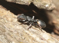 Cephalotes texanus