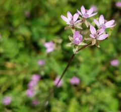 Erodium cicutarium