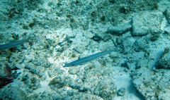 Sphyraena borealis