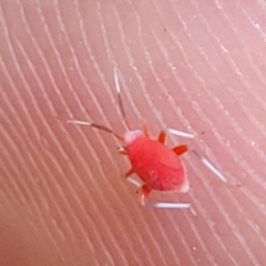 Coccobaphes frontifer