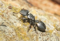 Cephalotes texanus