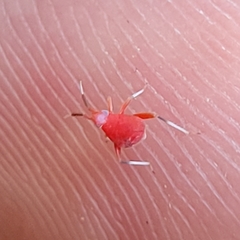 Coccobaphes frontifer