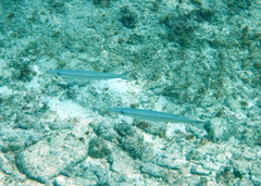 Sphyraena borealis