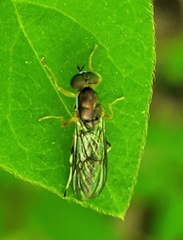 Merosargus caeruleifrons