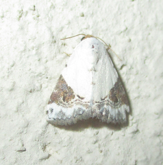 Eublemma ecthaemata