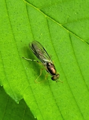 Merosargus caeruleifrons