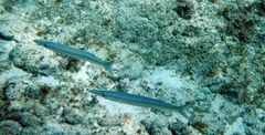 Sphyraena borealis