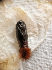 Diacrisia sannio