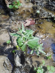 Ranunculus cassubicus
