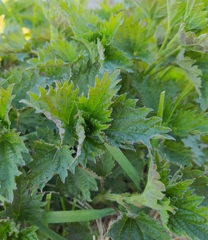 Urtica dioica
