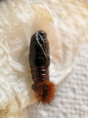 Diacrisia sannio