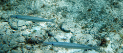 Sphyraena borealis