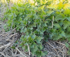 Urtica dioica