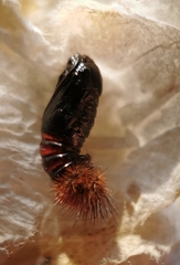 Diacrisia sannio