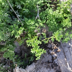 Oncosiphon sabulosus