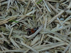 Prostemma hilgendorffi