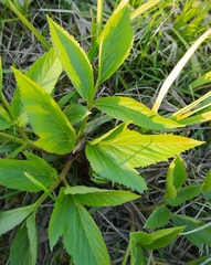 Angelica archangelica