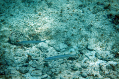 Sphyraena borealis