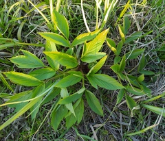 Angelica archangelica