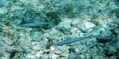 Sphyraena borealis