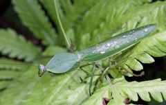 Rhombodera latipronotum