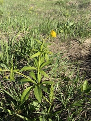 Ranunculus cassubicus