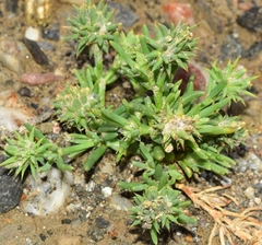 Gymnocarpos sclerocephalus