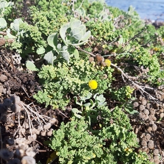 Oncosiphon sabulosus