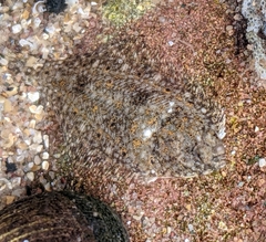 Limanda limanda