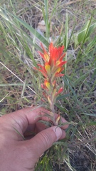 Castilleja applegatei breweri