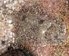 Limanda limanda