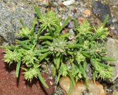 Gymnocarpos sclerocephalus