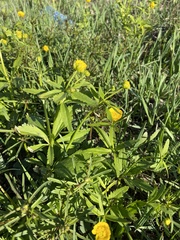 Ranunculus cassubicus