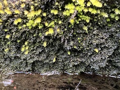 Jubula pennsylvanica